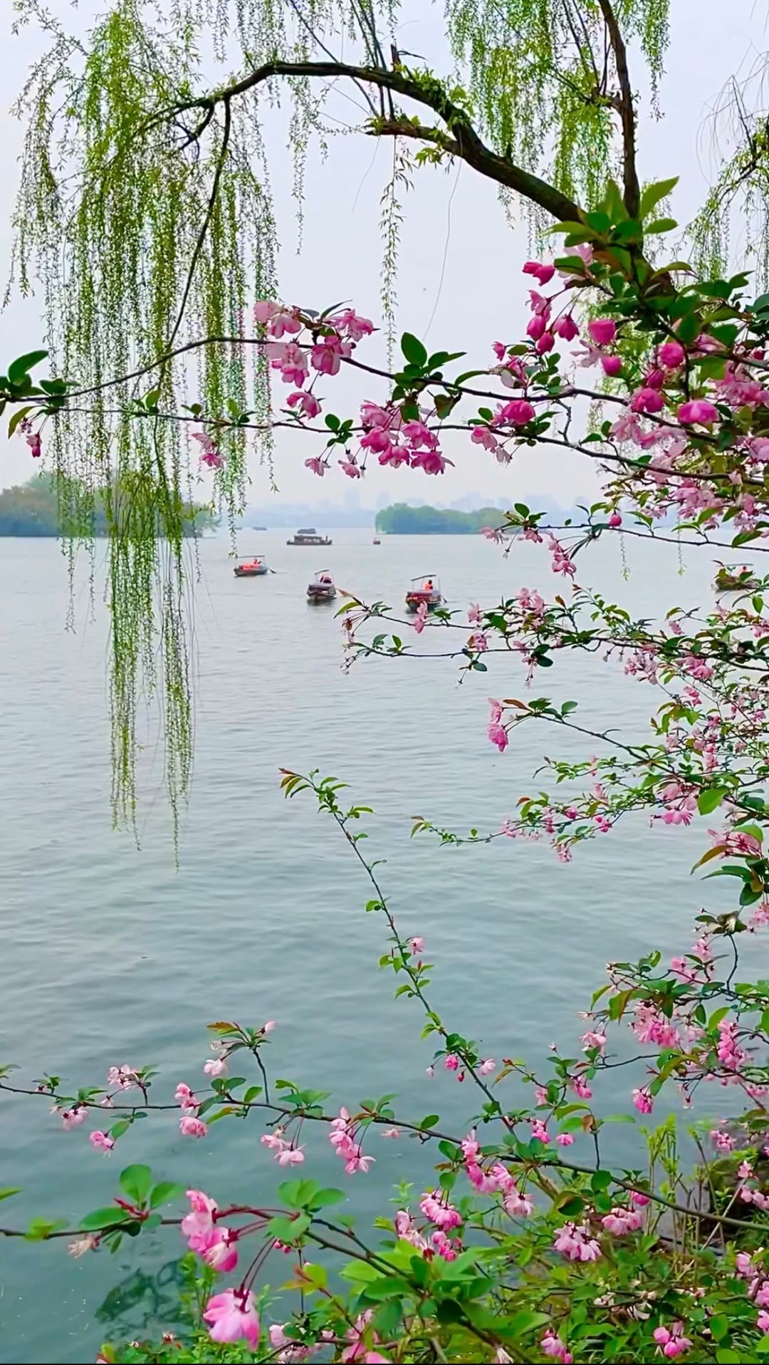 西湖美景