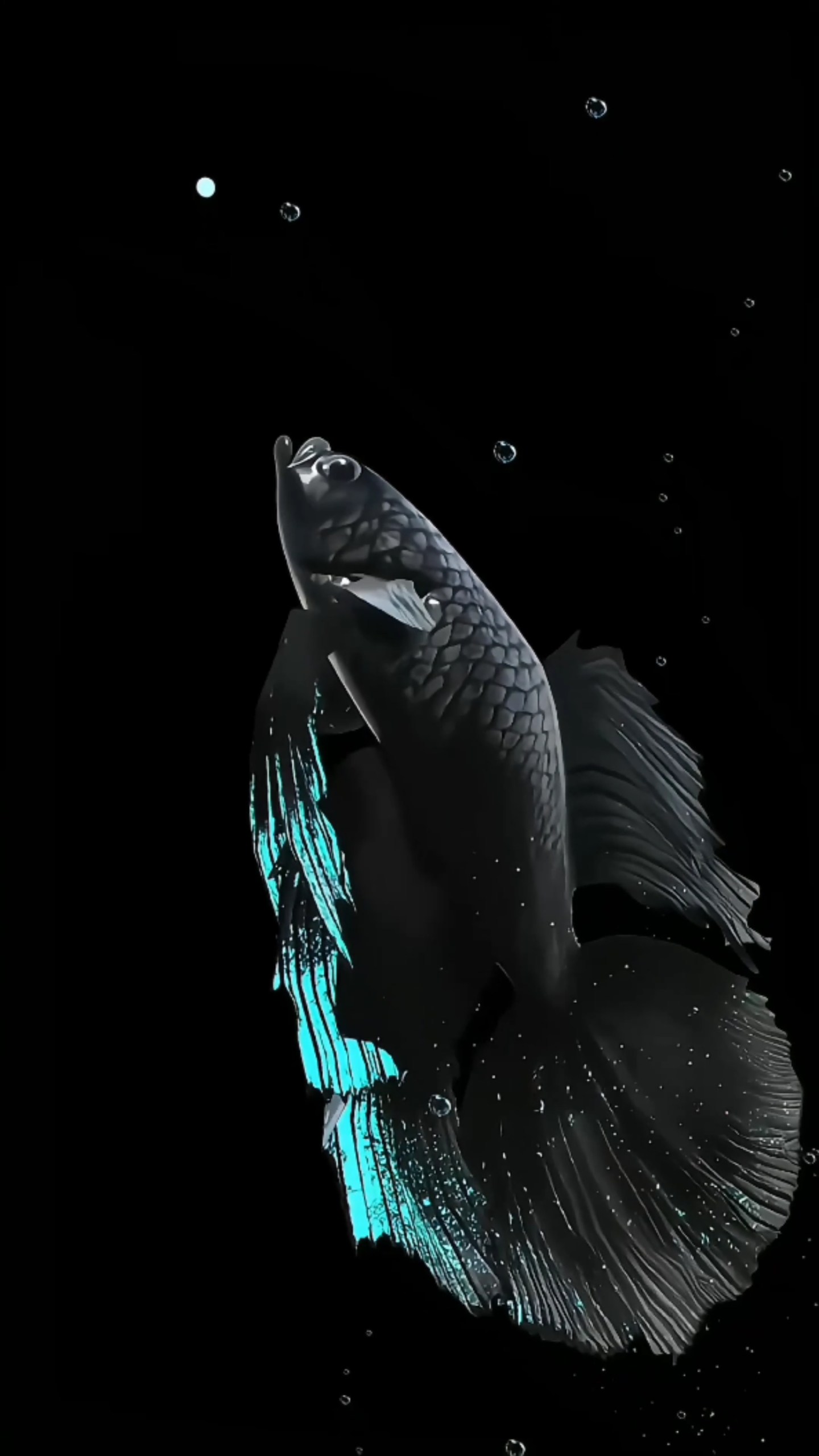 4k好運鬥魚②