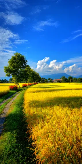 稻浪鎏金，云影蓝天