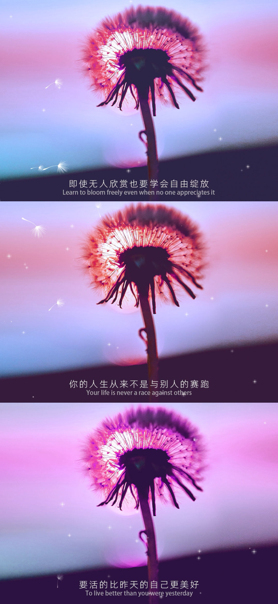 蒲公英