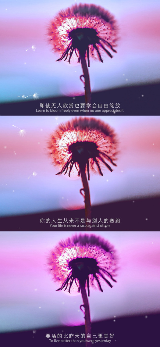 蒲公英