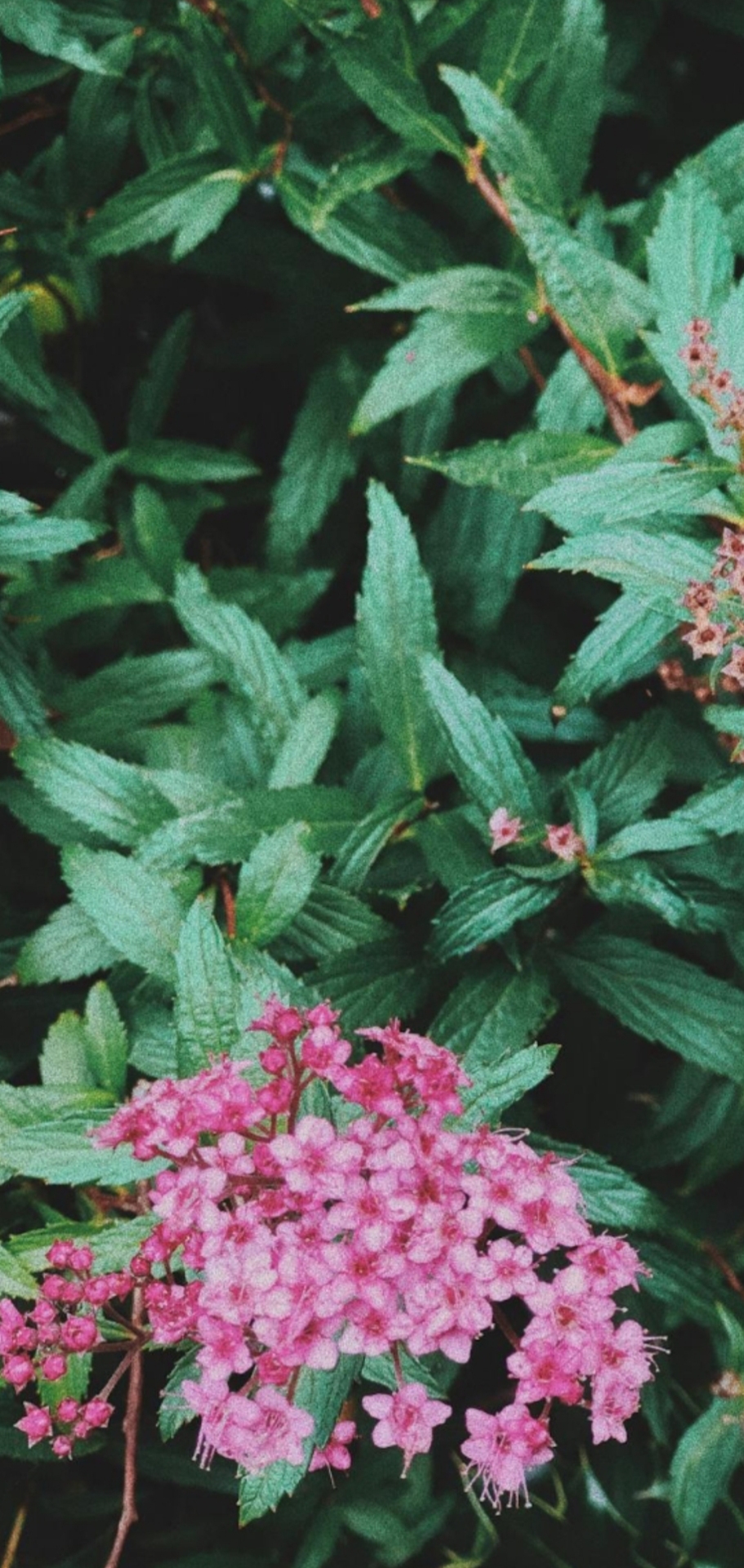 绿色清新花草
