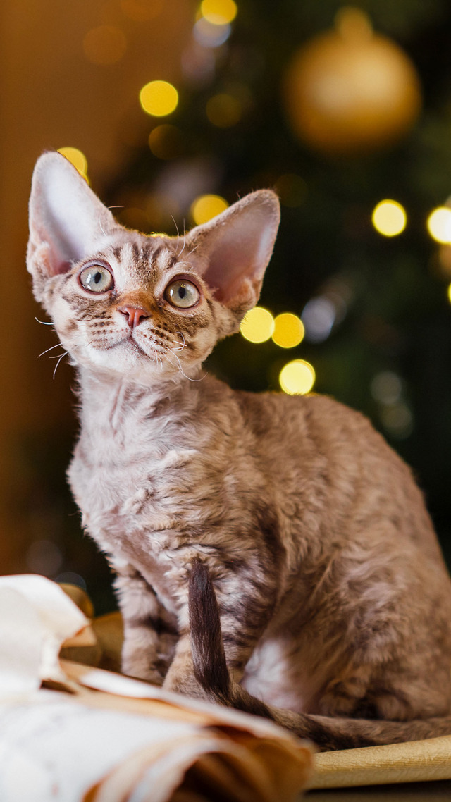 #呆萌的猫咪 可爱 (2)