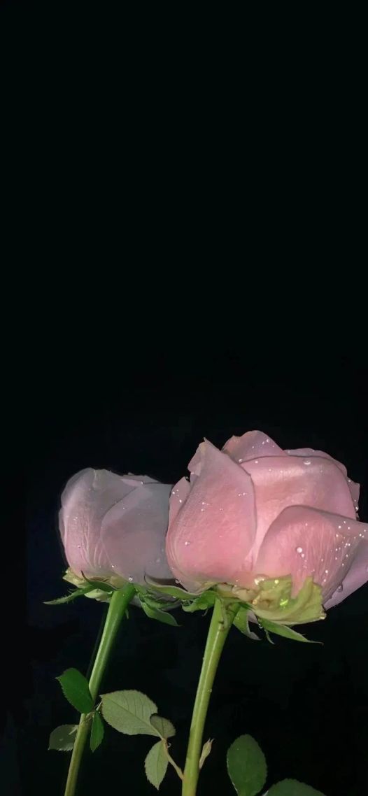粉红色花