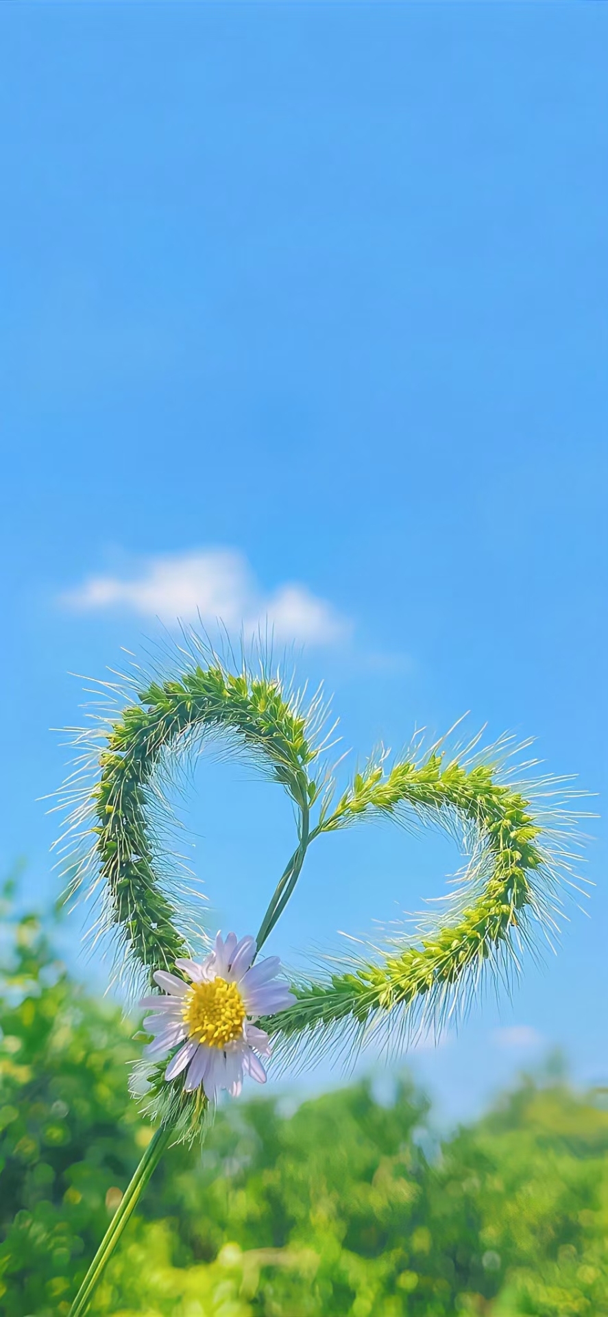 狗尾巴草的愛情