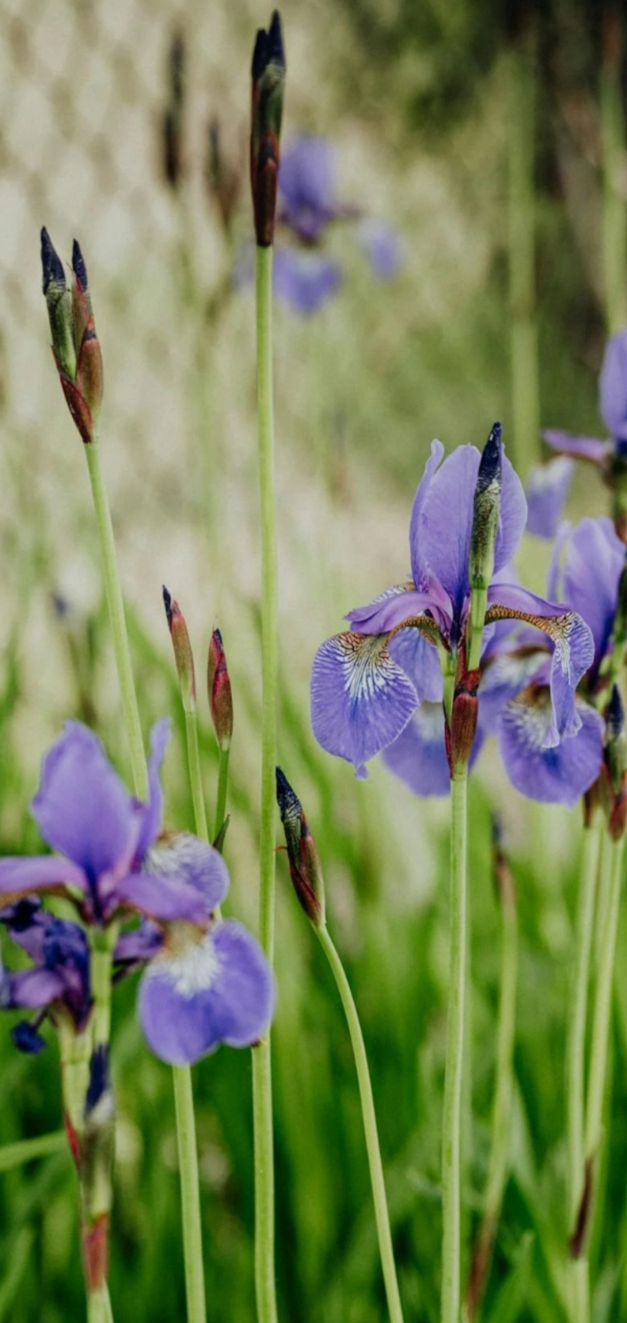 花花草草