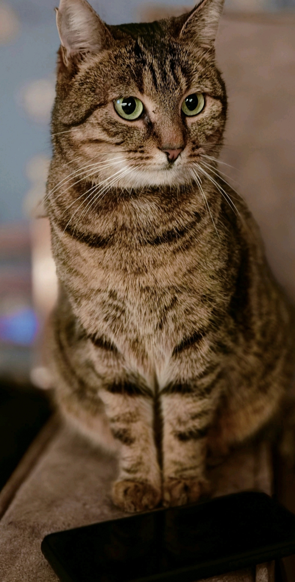 貓咪