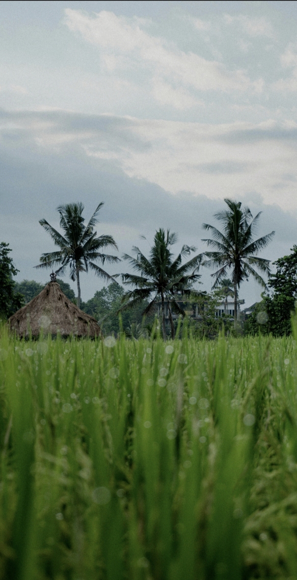 唯美风景