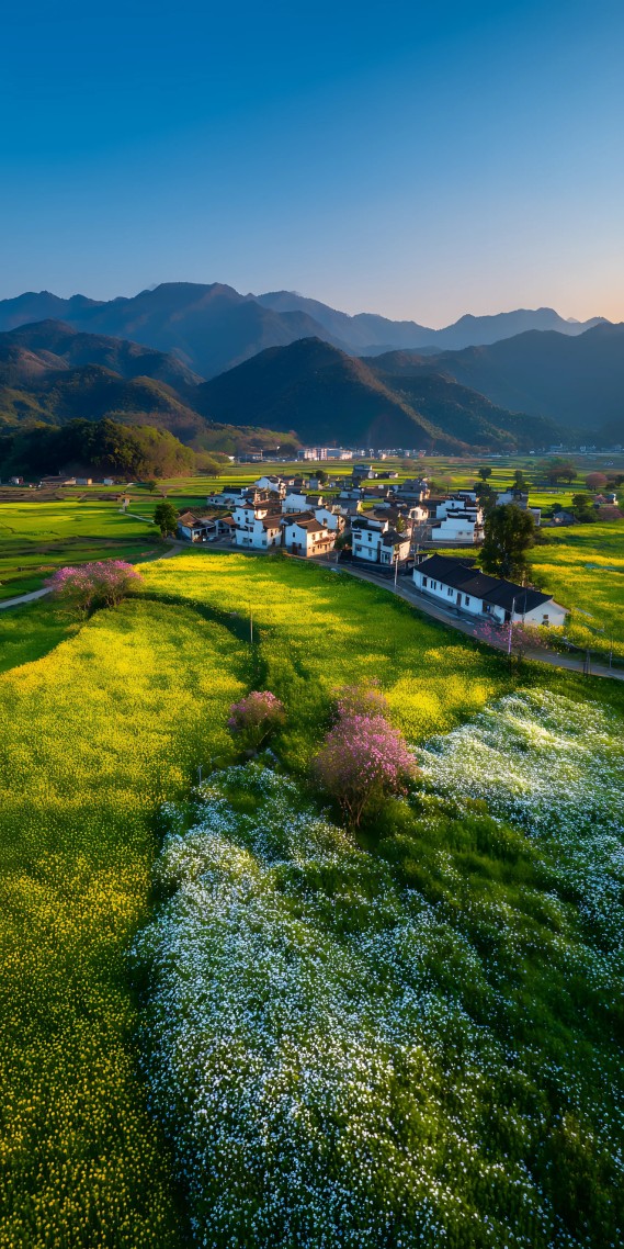 春染田园，静谧徽乡