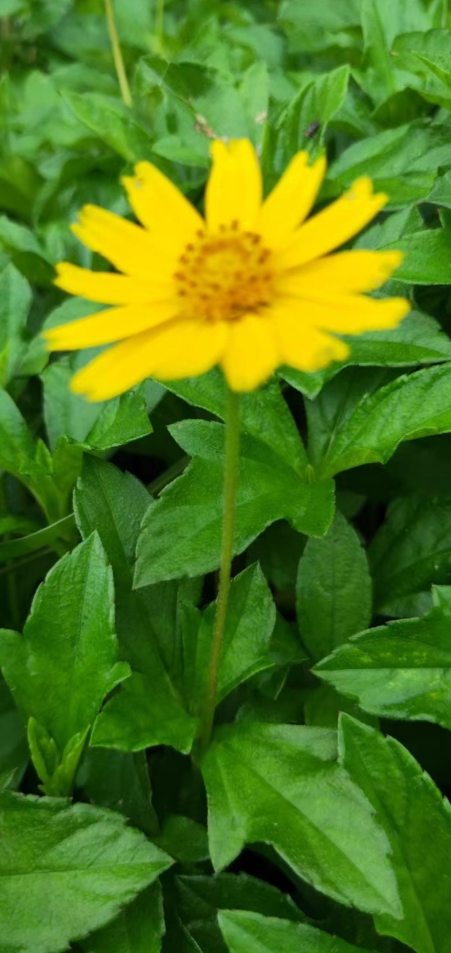 清新自然花草