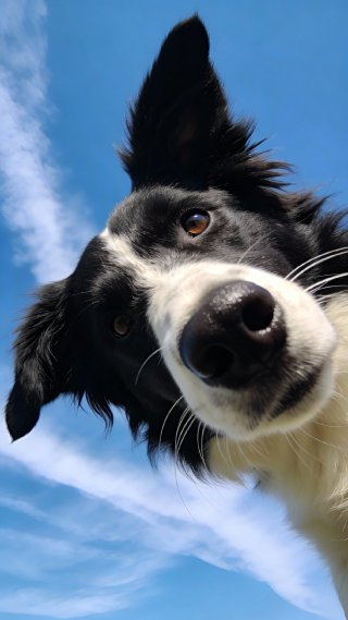 狗狗