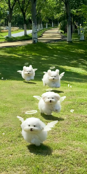 天使狗狗