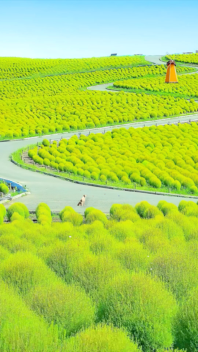 綠色清新