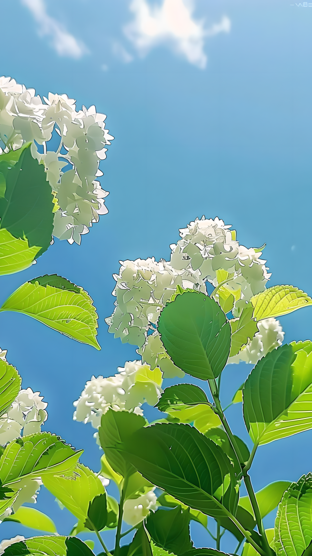 夏季的感覺