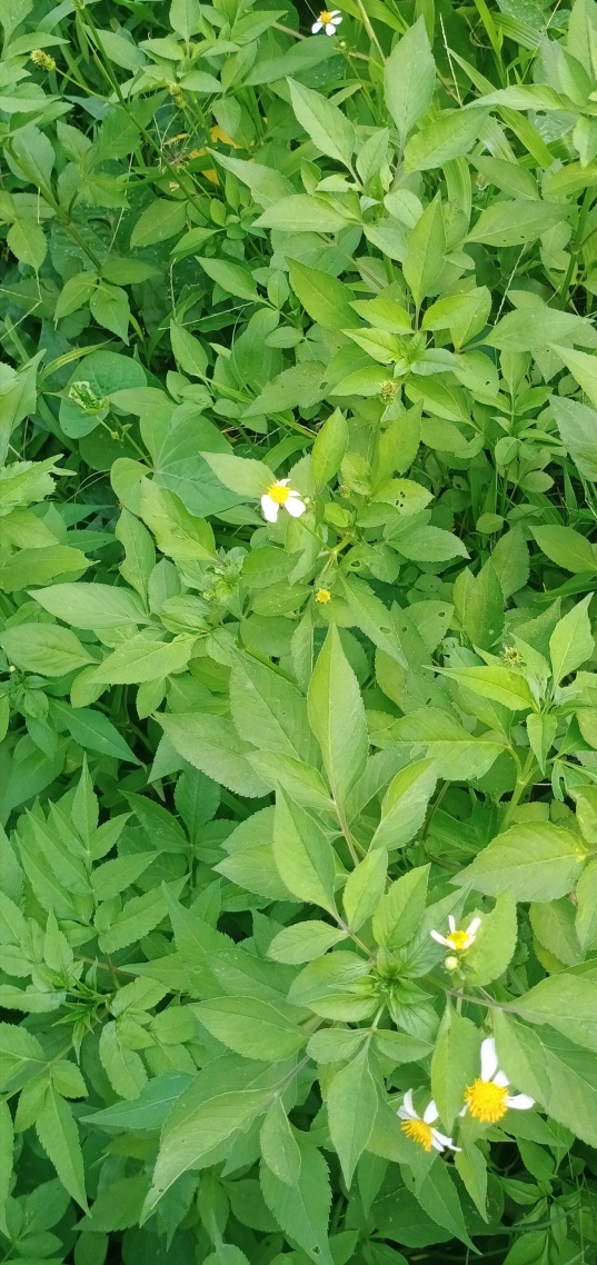 綠色清新自然花草
