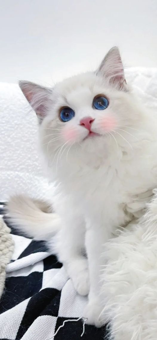 小猫
