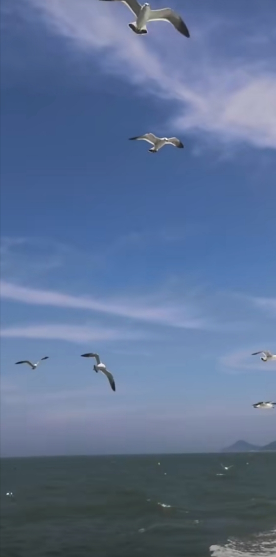 大海 海鸥