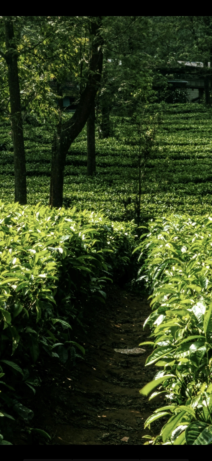 绿色清新护眼风景