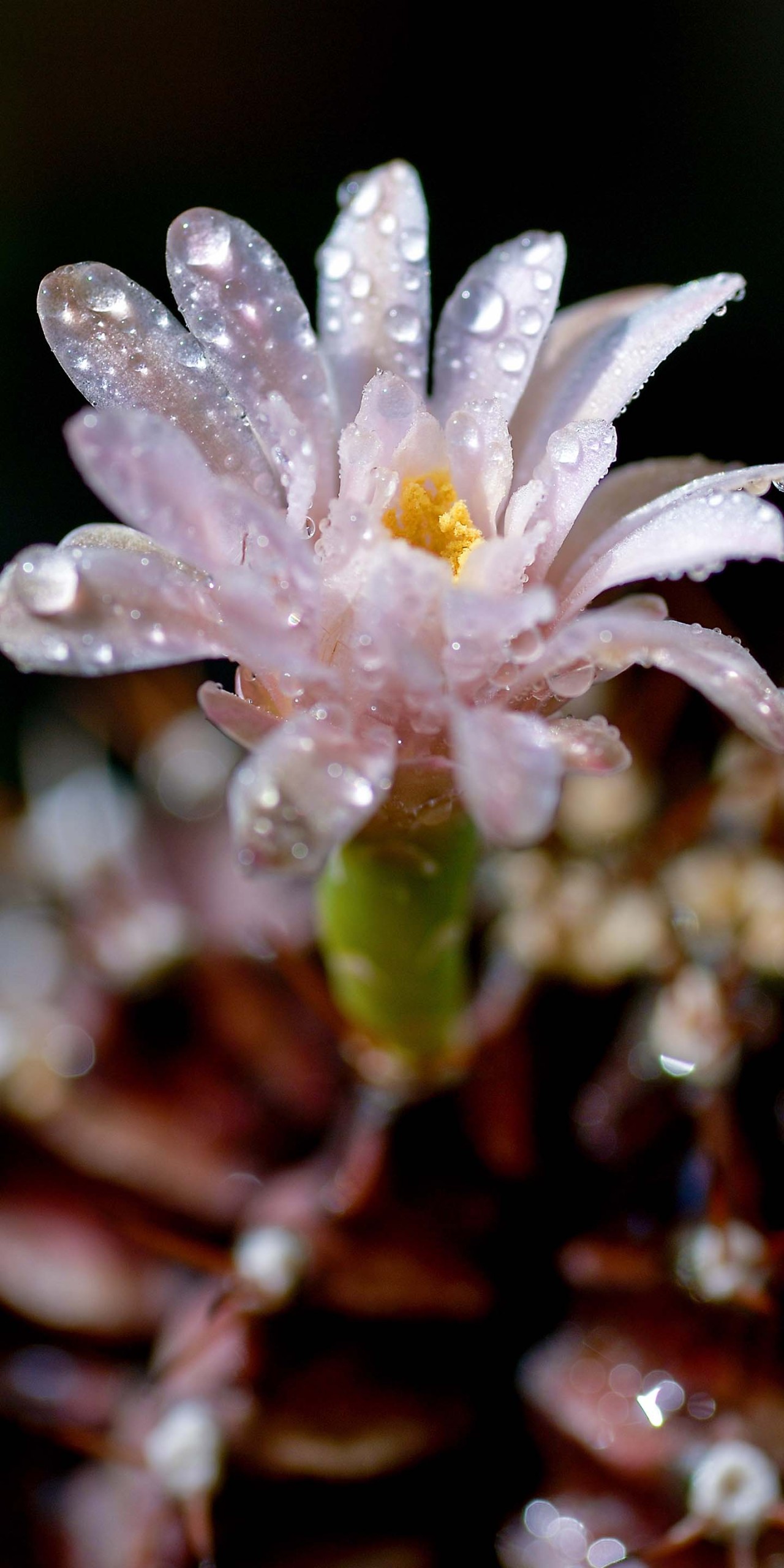 #白色的花 自然 (2)