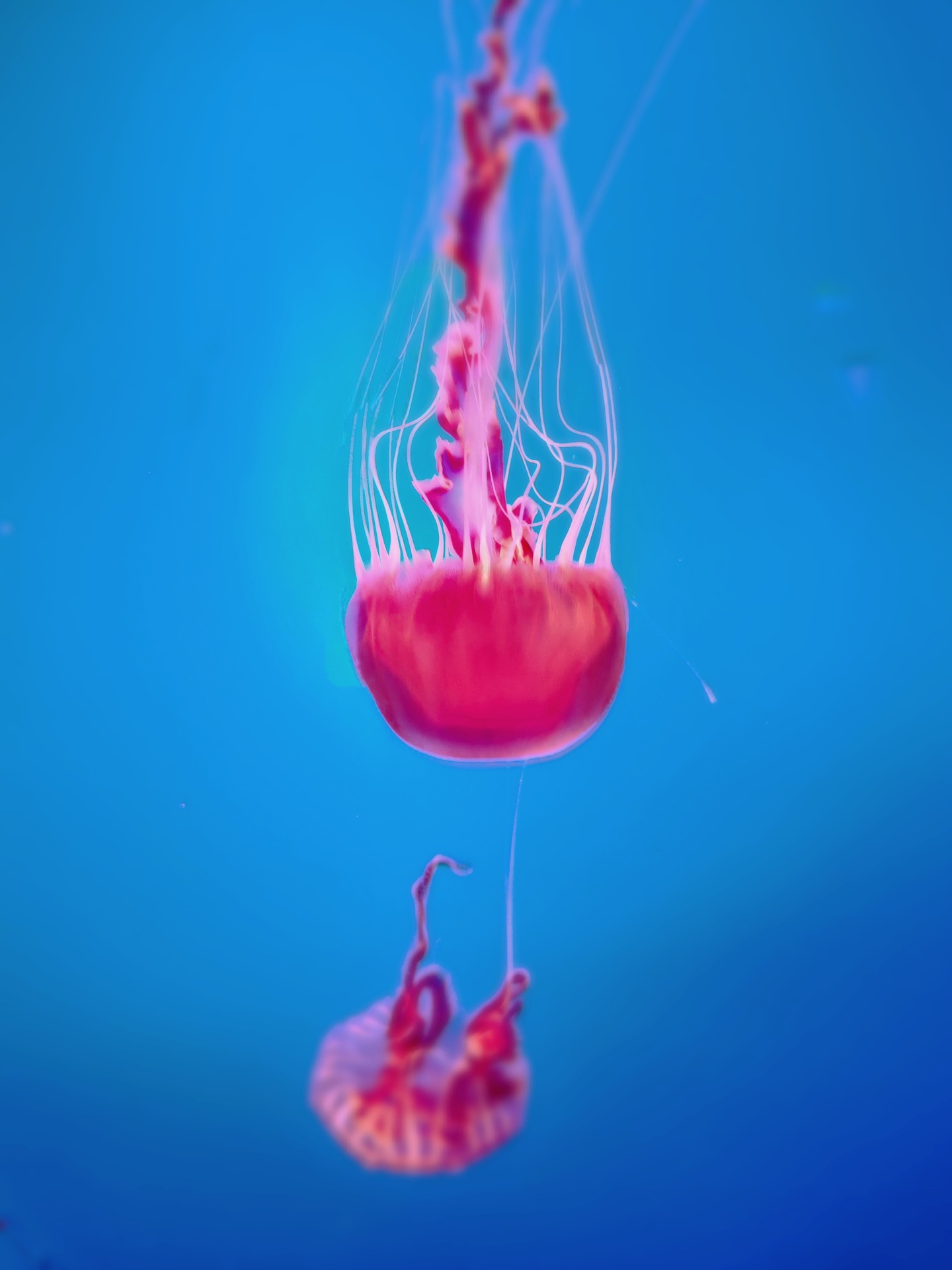 水母