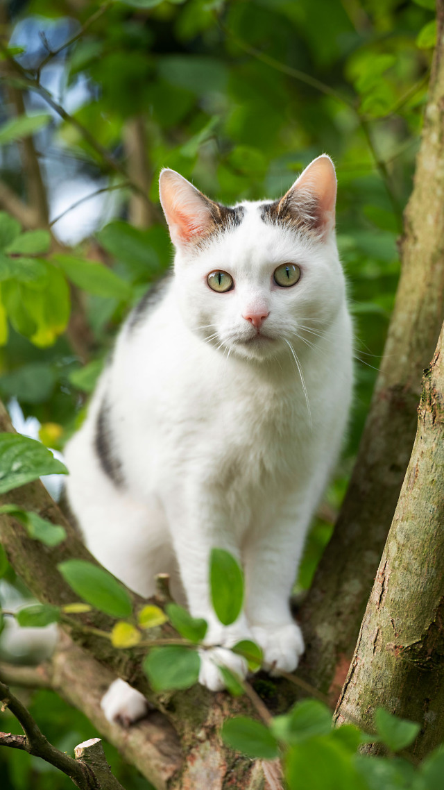 #白色的猫咪 萌 (3)