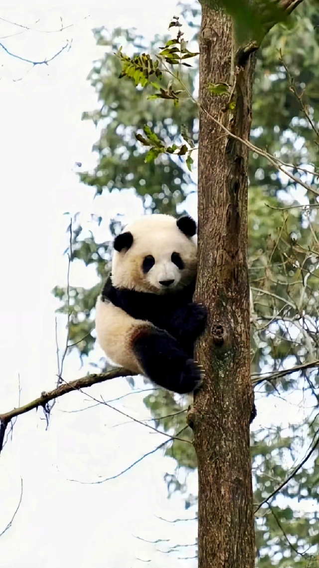 小熊猫