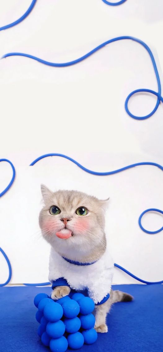 淘气小猫