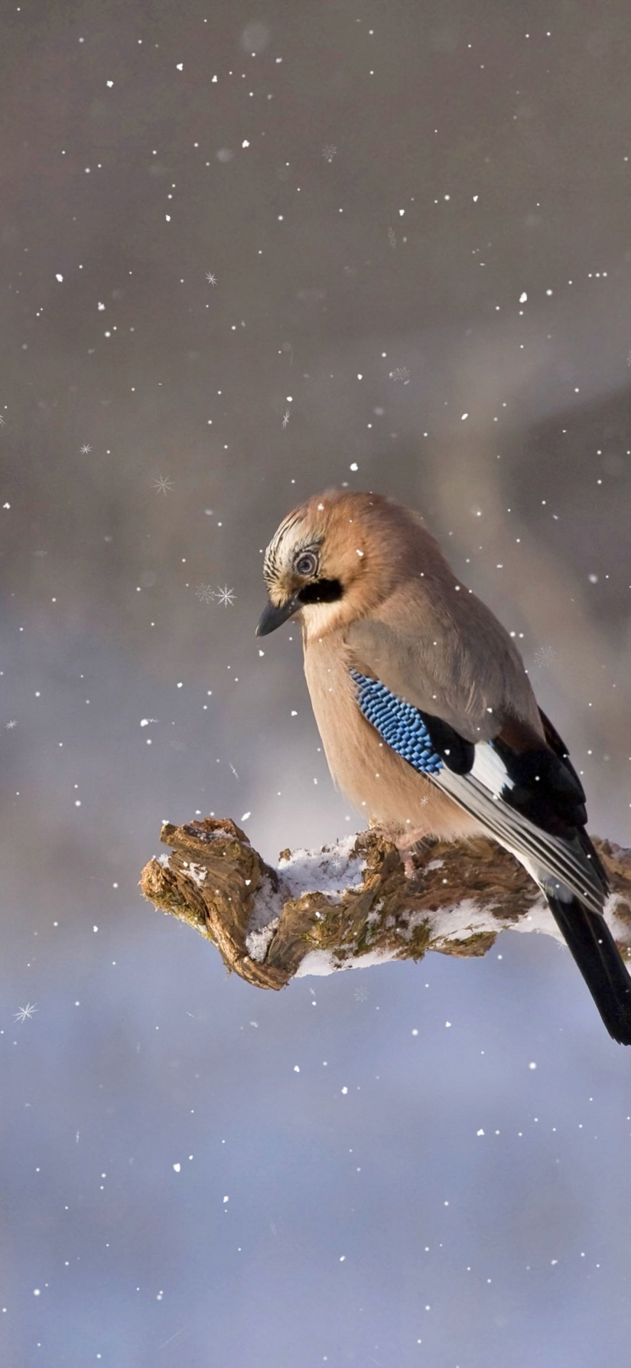 雪中鳥