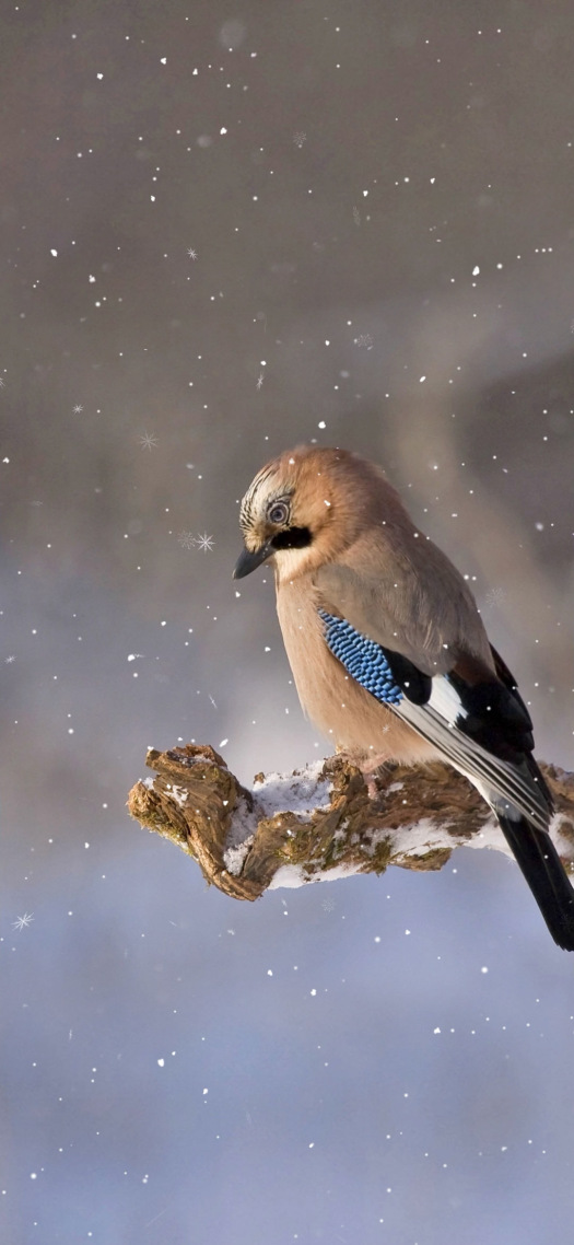 雪中鳥