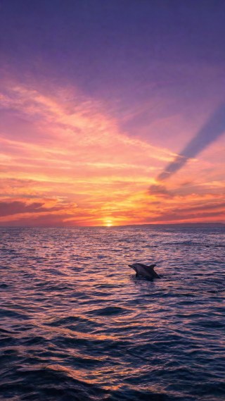 点景·海豚·黄昏海岸