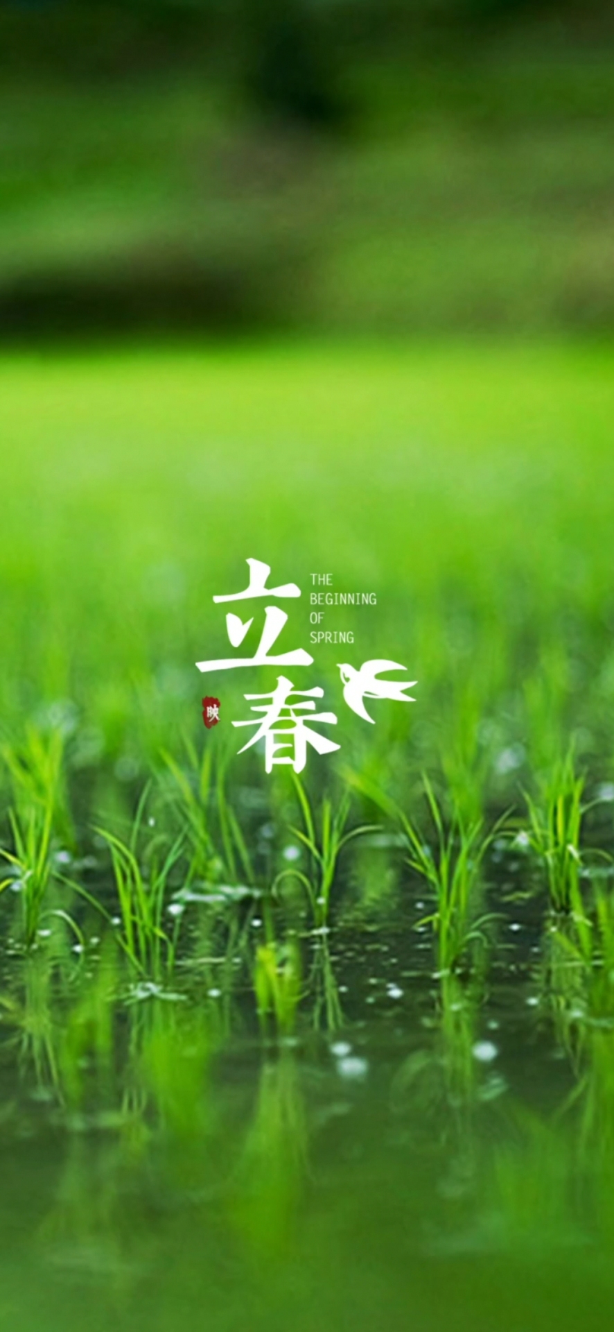 手機屏保壁紙立春