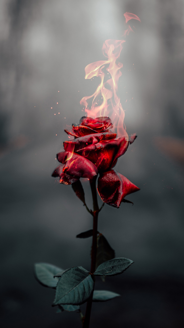 玫瑰花壁纸
