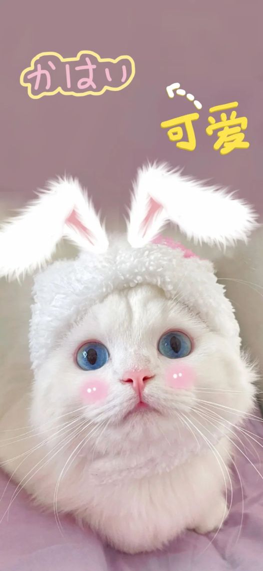 可爱小猫