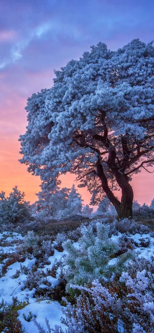 雪景 风景手机静态壁纸 风景手机壁纸下载 元气壁纸
