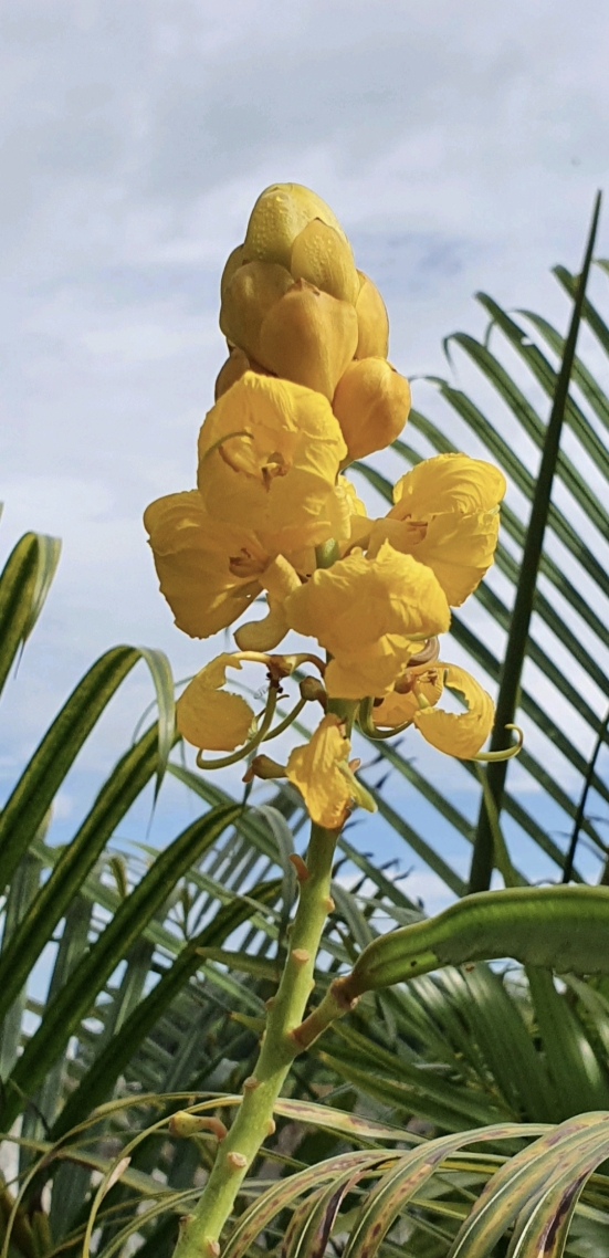 风景花