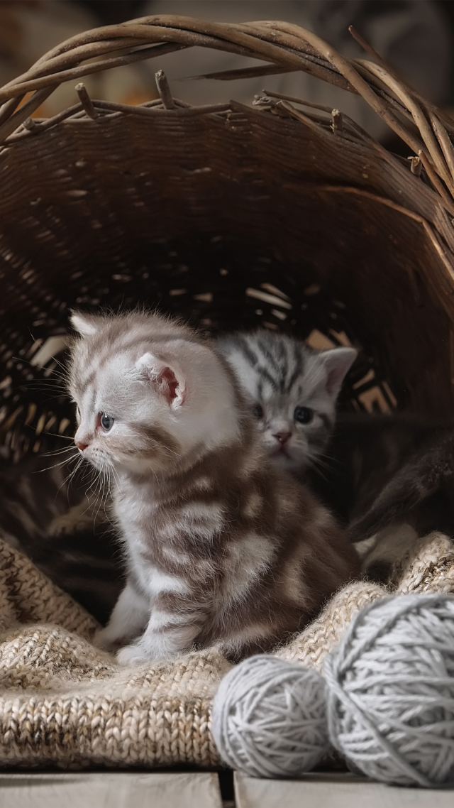 【蠢萌猫咪2 可爱】