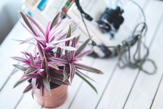 花草