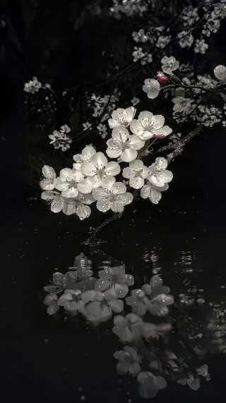 景深梨花渡影
