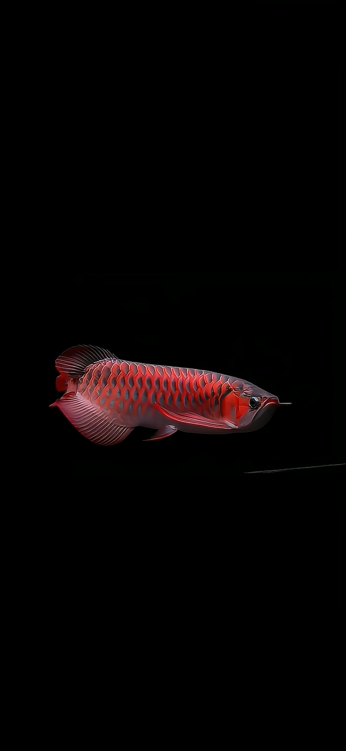 發財金龍魚4k鎖屏壁紙