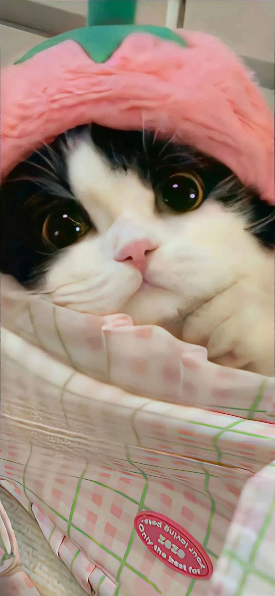 小貓咪