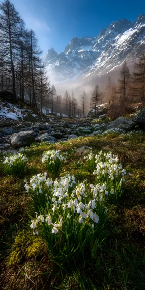 雪谷春醒，冰与花的交响