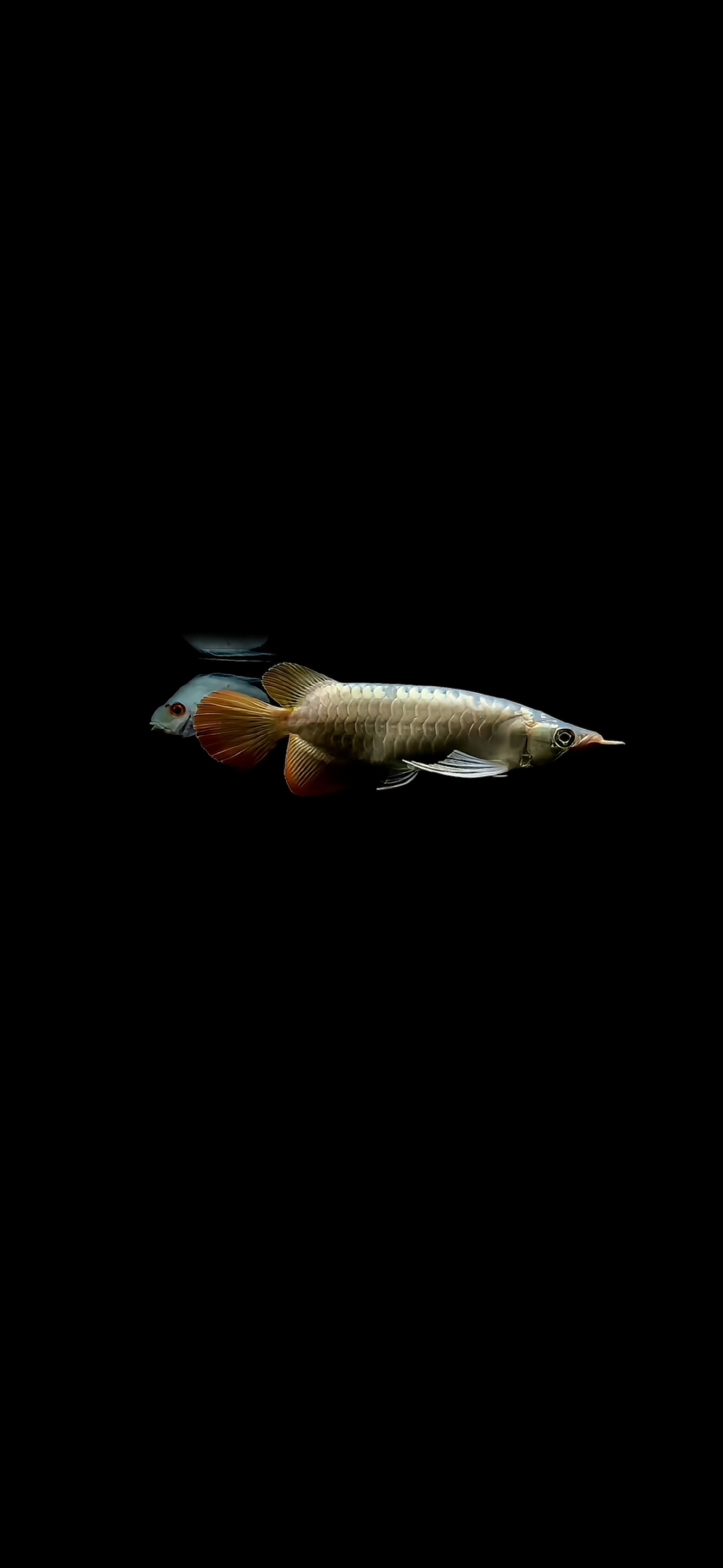 金龍魚4k鎖屏壁紙