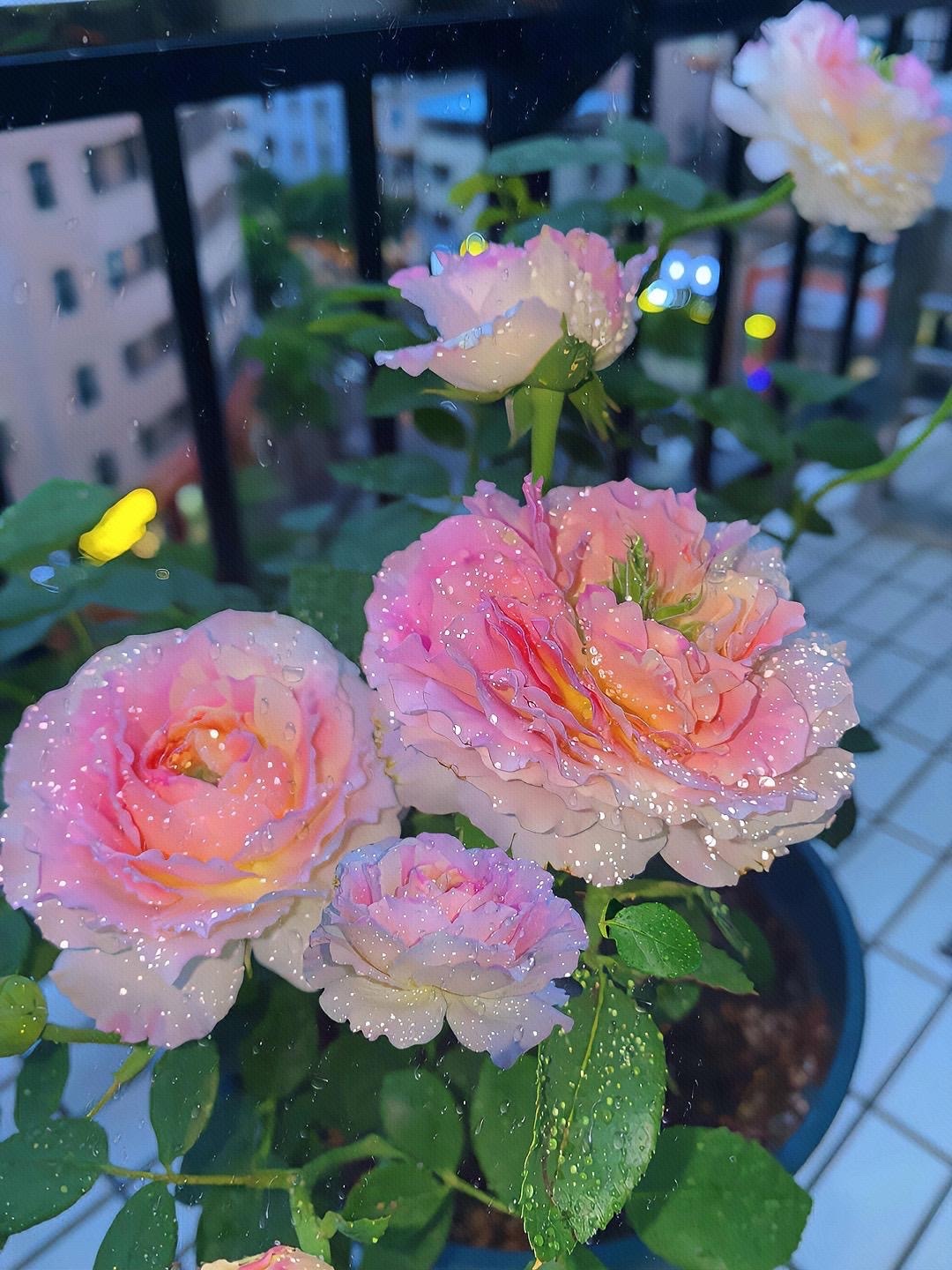 高清护眼玫瑰
