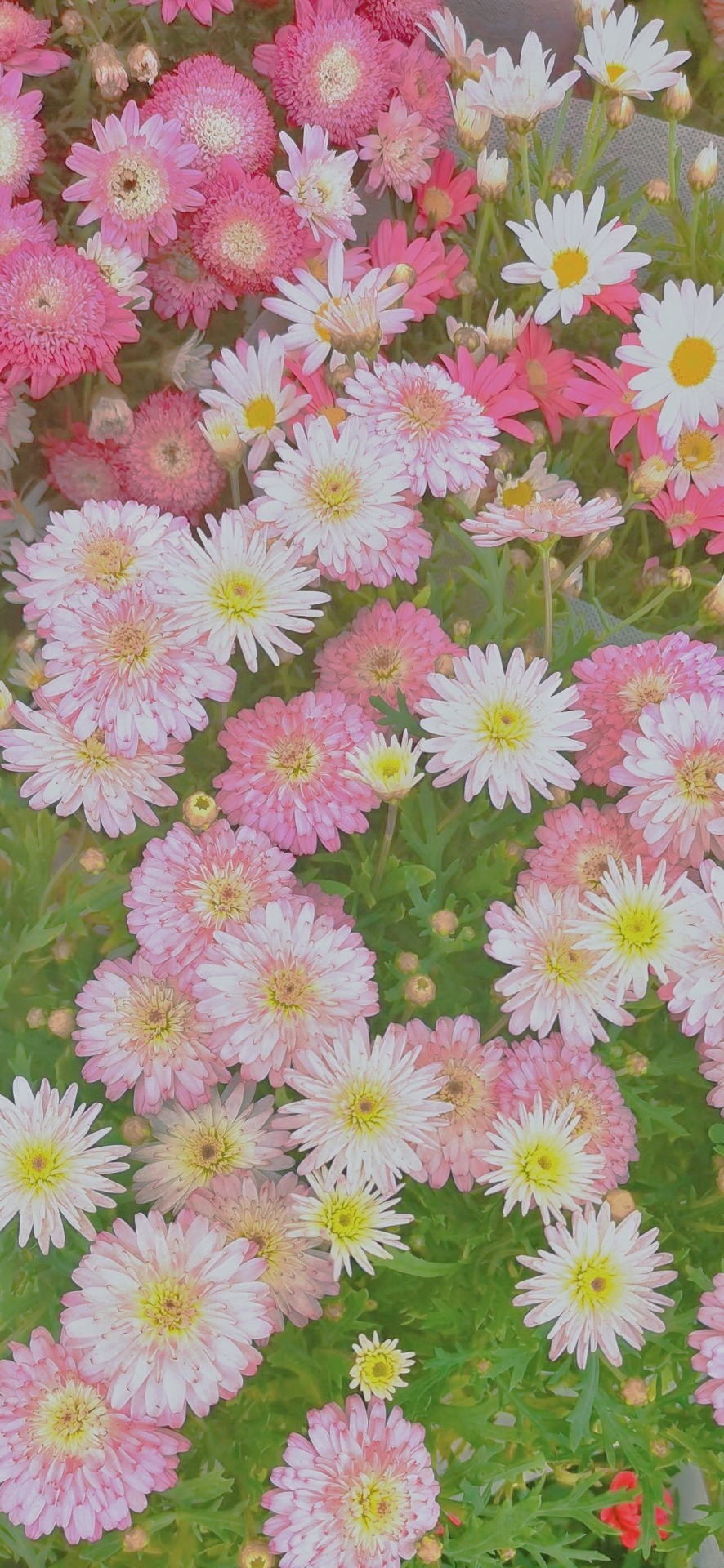 小雛菊