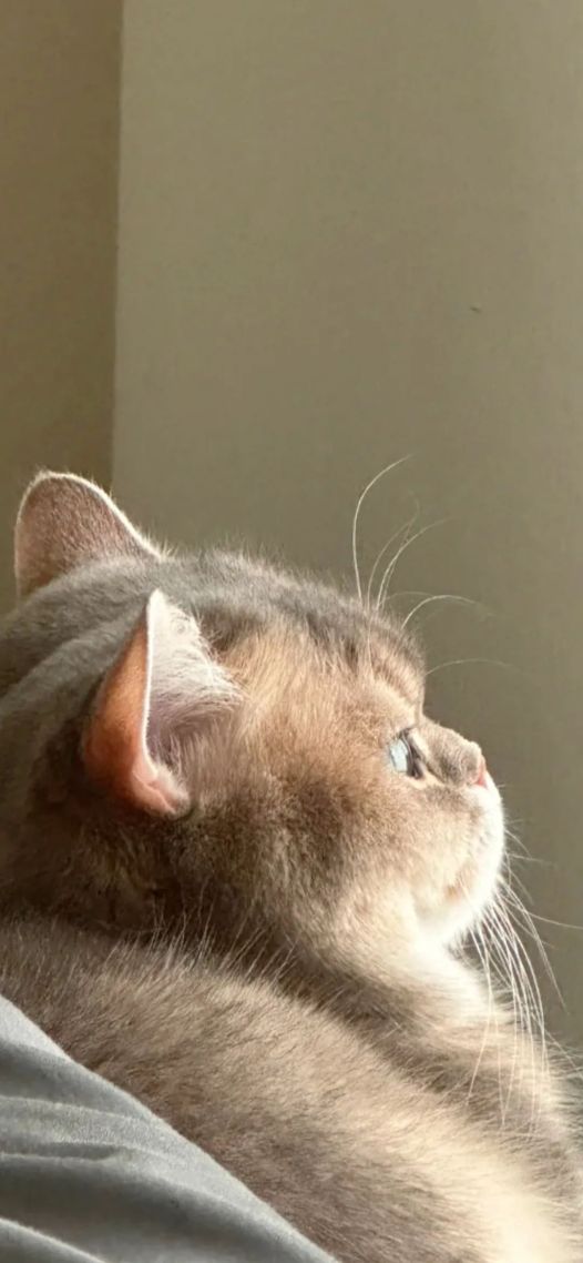 小猫