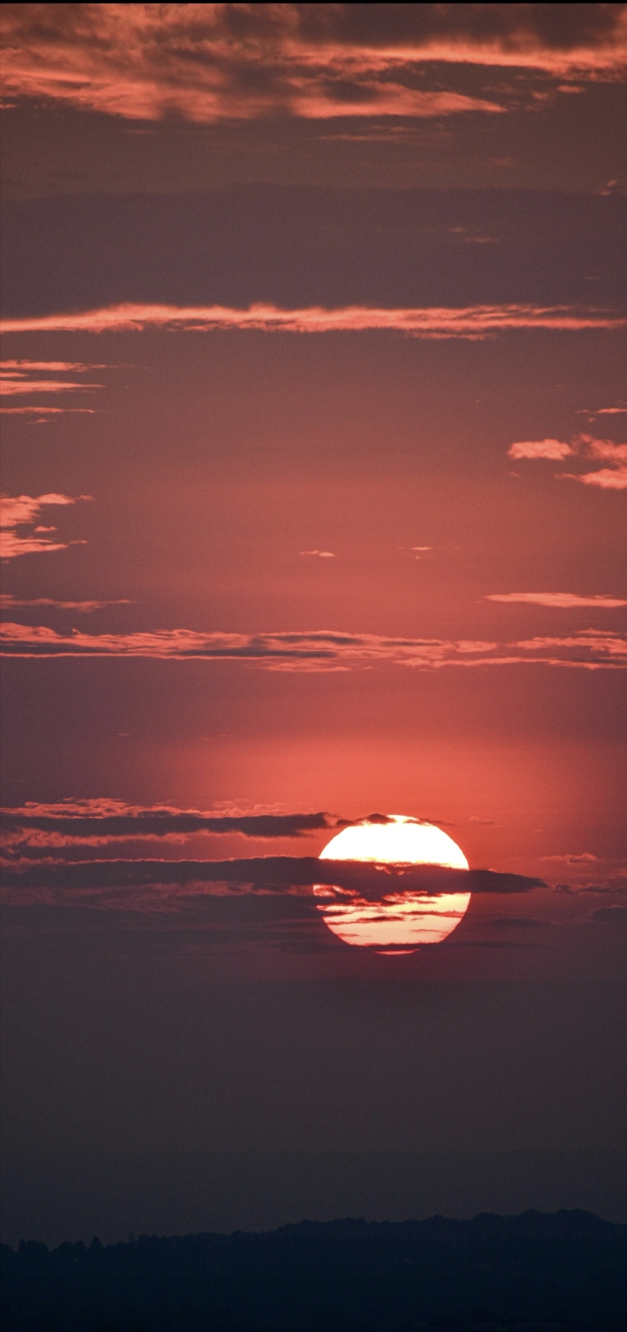 夕阳红