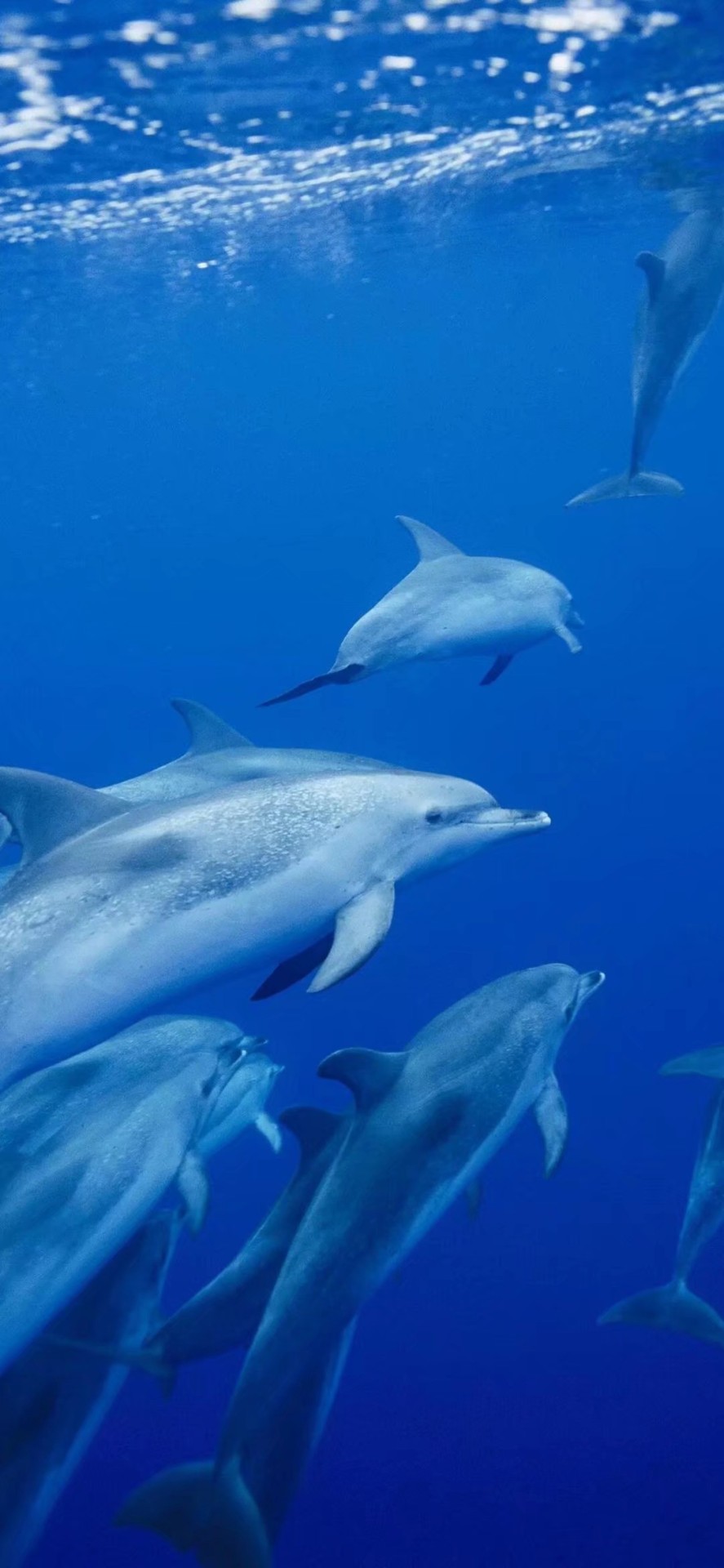 Dolphin