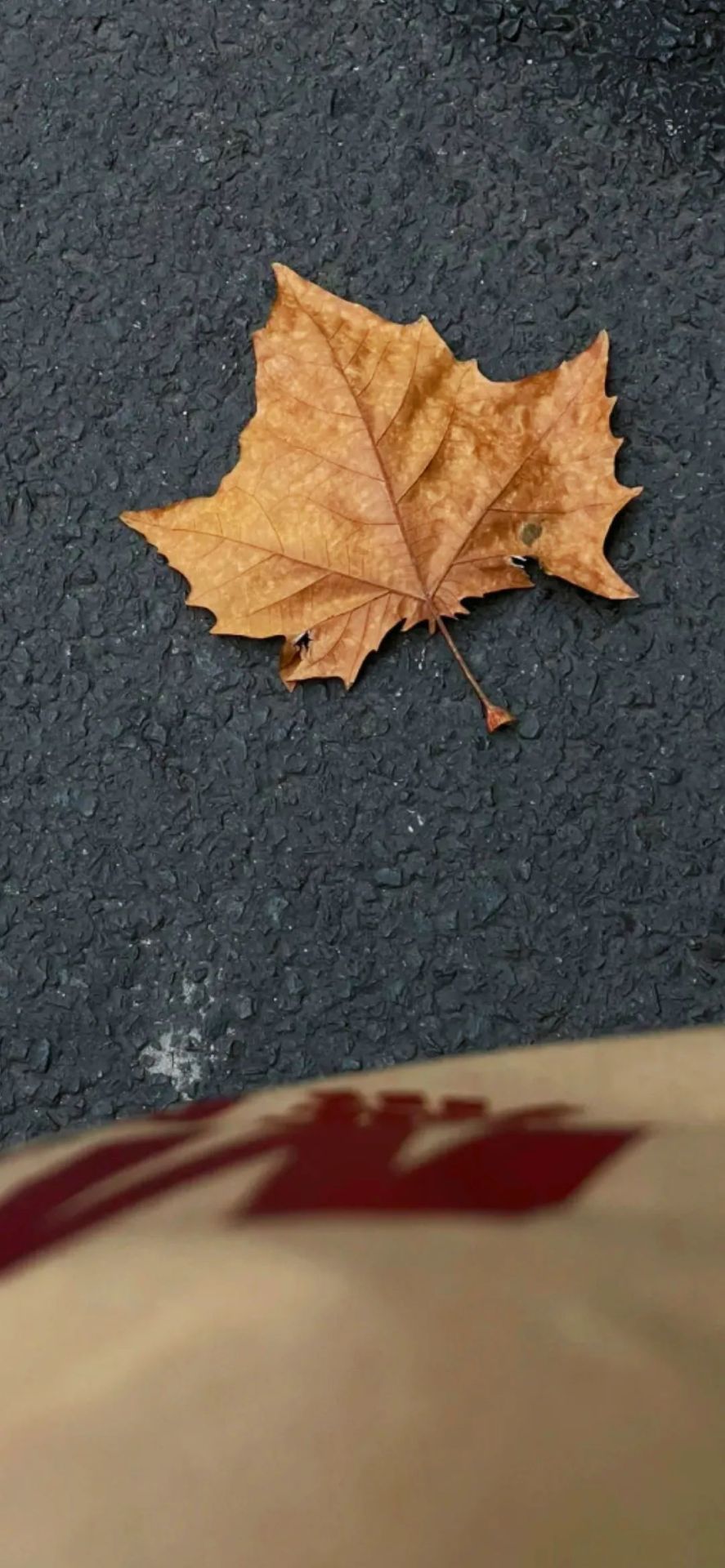 楓葉