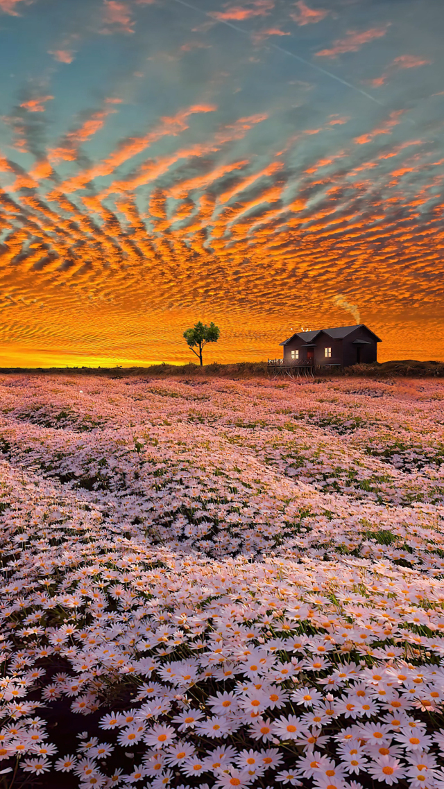 唯美晚霞雛菊花海