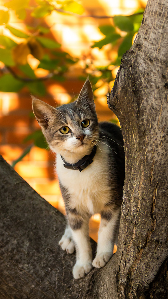 微信背景头像#猫咪上树 动物 (3)